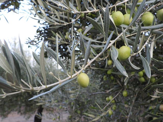 Measuring Fruitiness in Extra Virgin Olive Oil