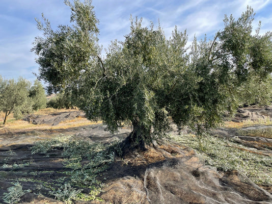 Olive tree in arid landscape